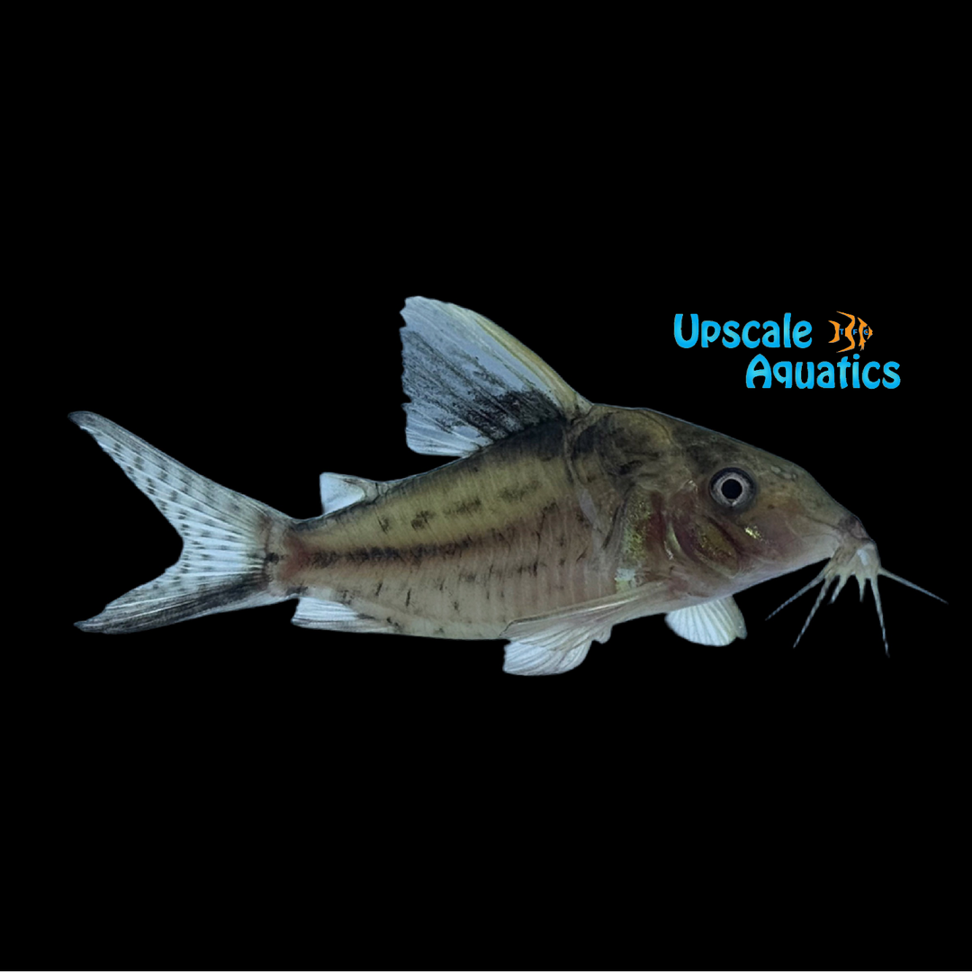 Robust Cory (Brochis robustus)