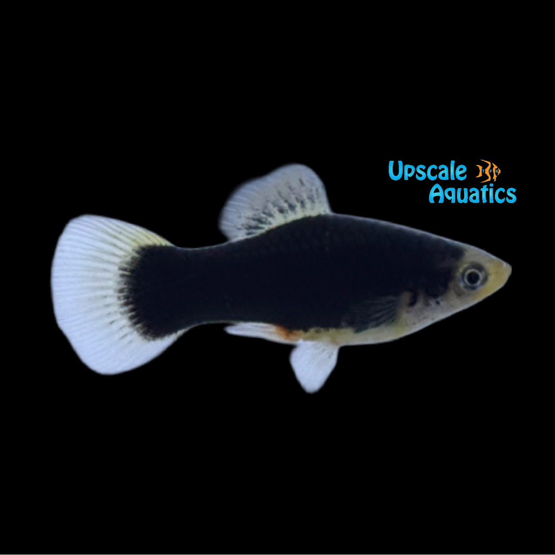 Black Platy (Xiphophorus maculatus)