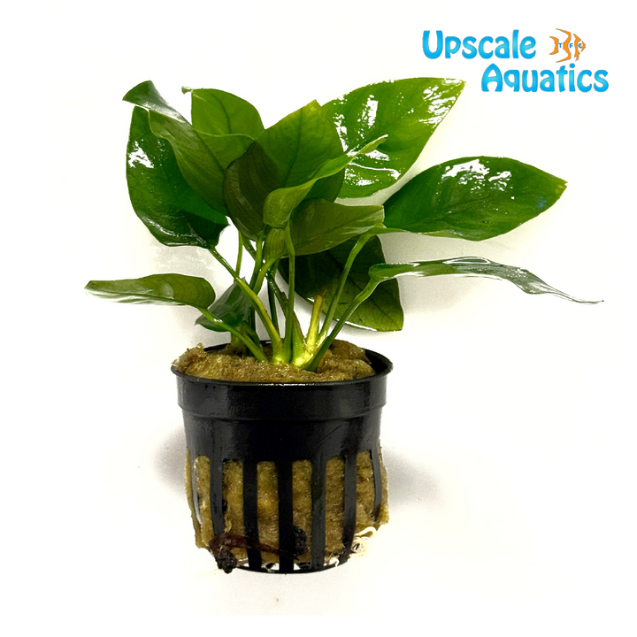 Anubias Nana (Anubias barteri var. nana)