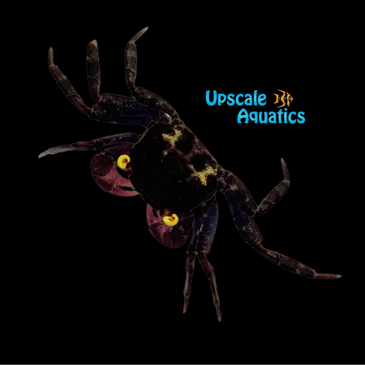Vampire Crab (Geosesarma dennerle)