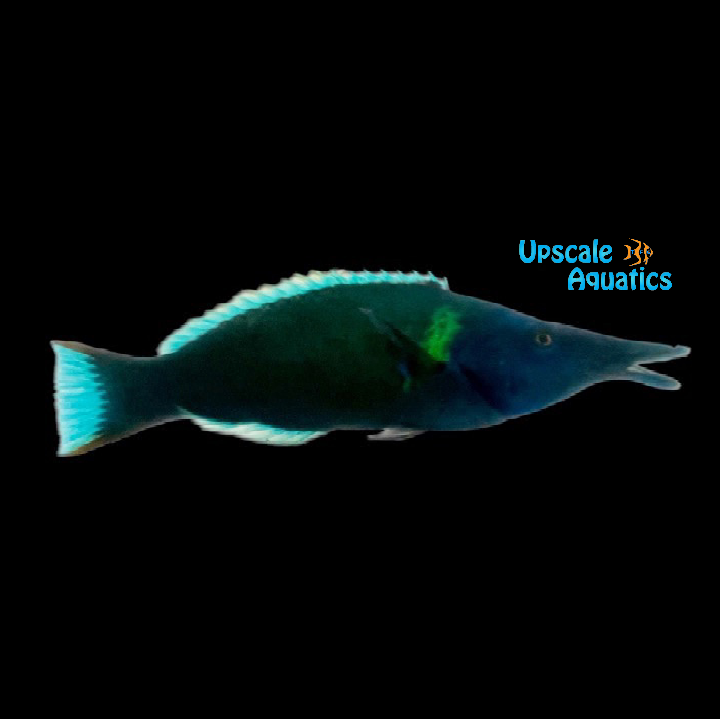 Blue-Green Bird Wrasse (Gomphosus caeruleus)