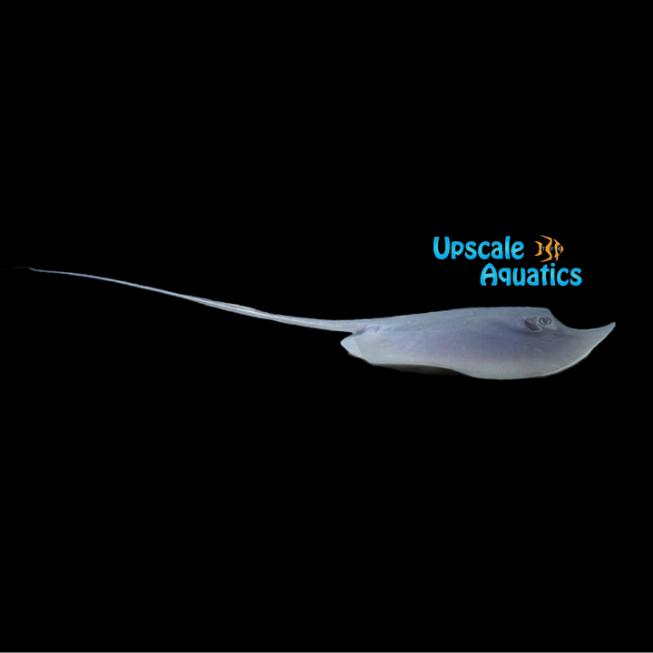 Freshwater Atlantic Stingray (Dasyatis sabina)