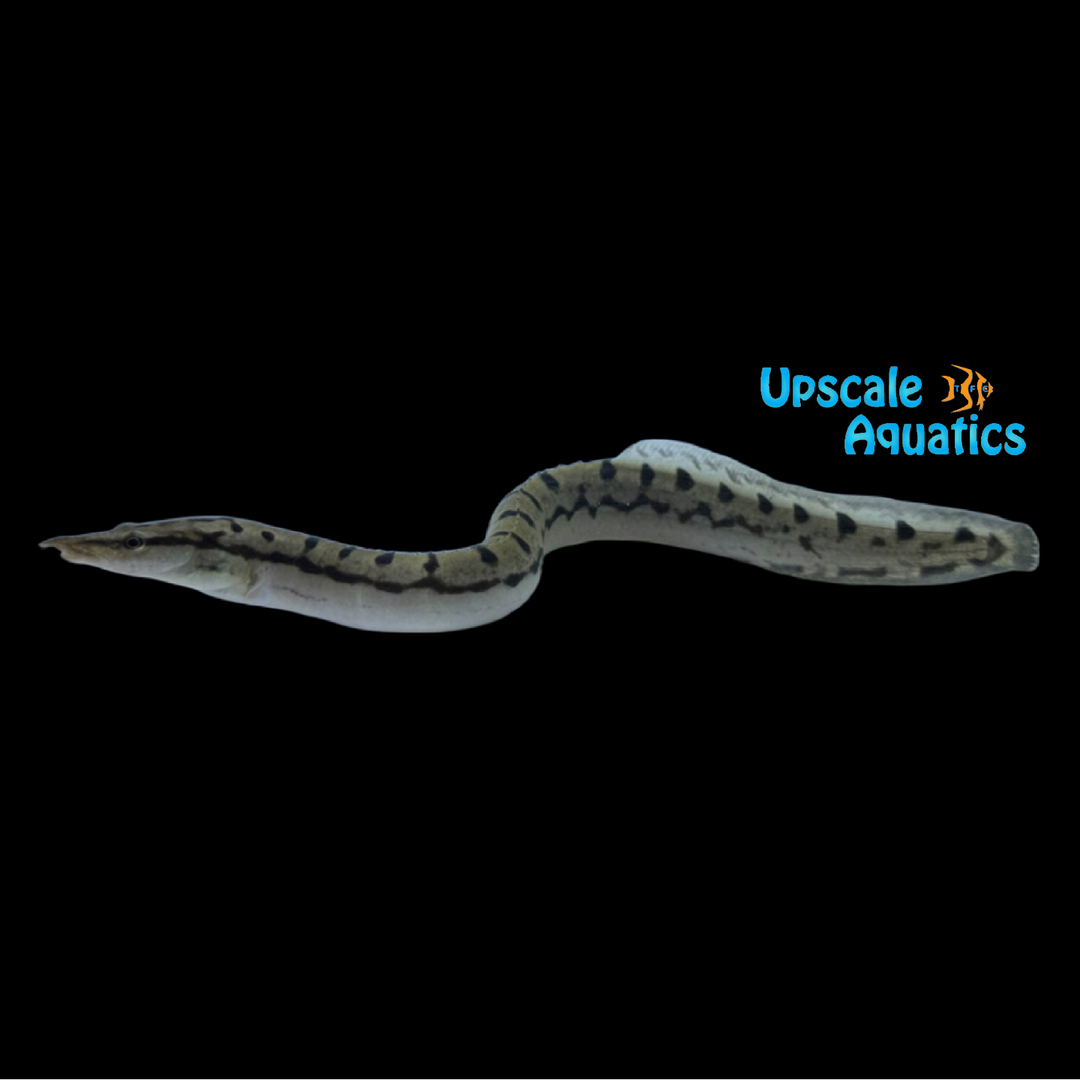 Indian Zig-Zag Eel (Mastacembelus cf. armatus)