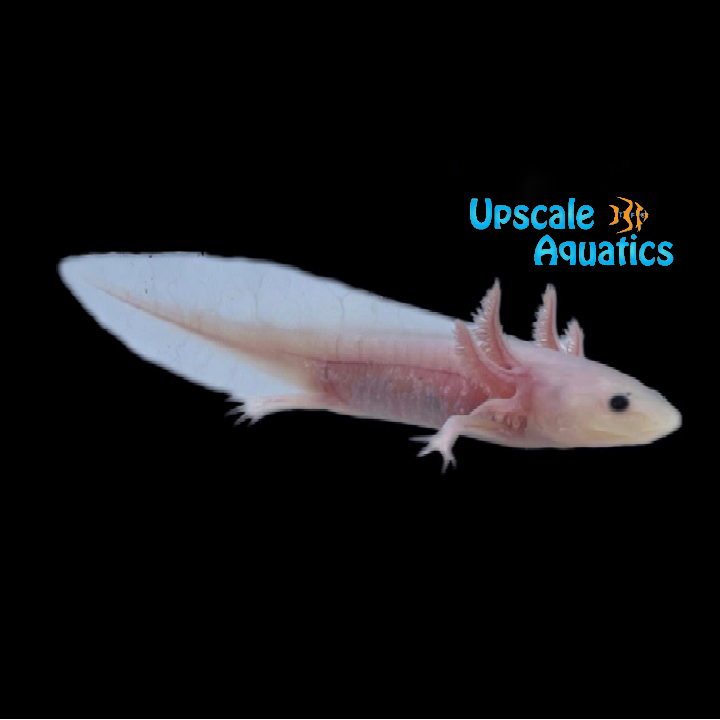 Leucistic Axolotl (Ambystoma mexicanum)