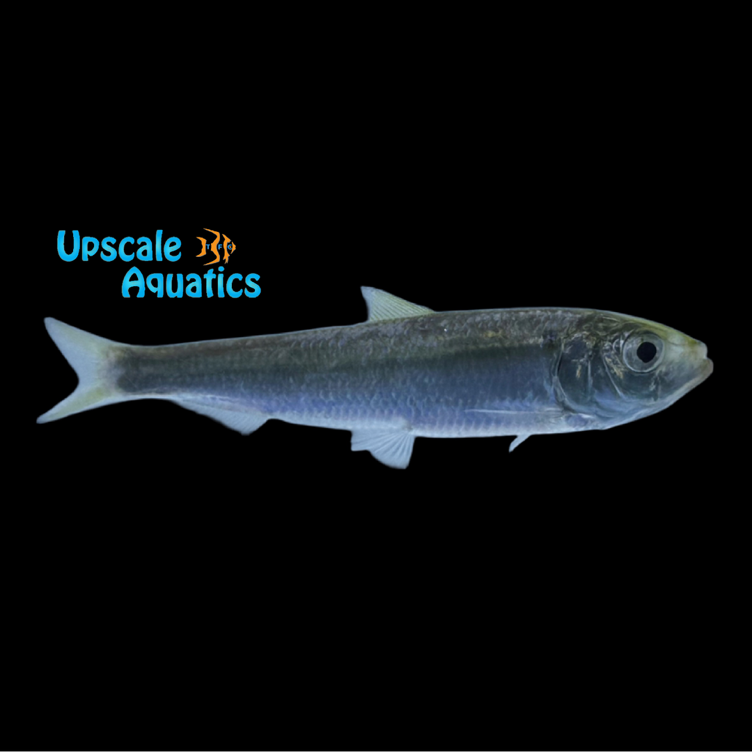 Blueback Herring (Alosa aestivalis)