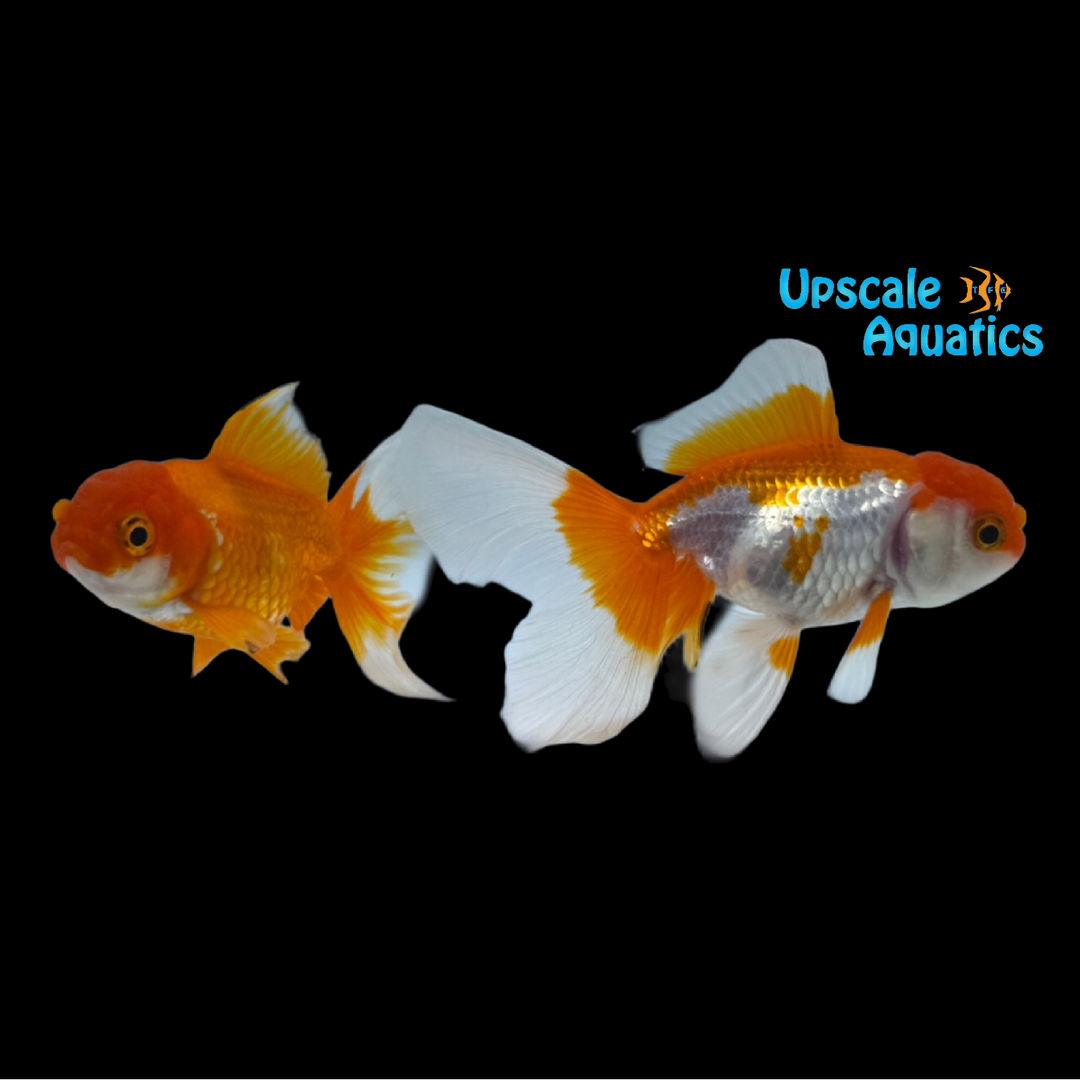 Thai Halfmoon Tail Oranda Goldfish (Carassius auratus)