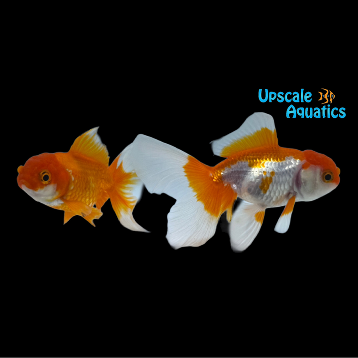 Thai Halfmoon Tail Oranda Goldfish (Carassius auratus)