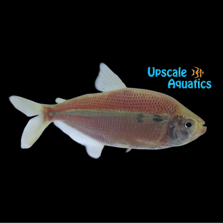 Yellow Flash Tetra (Jupiaba anteroides)