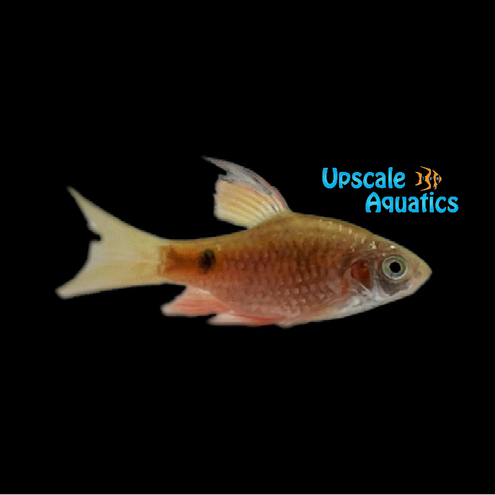 Longfin Rosy Barb (Pethia conchonius)