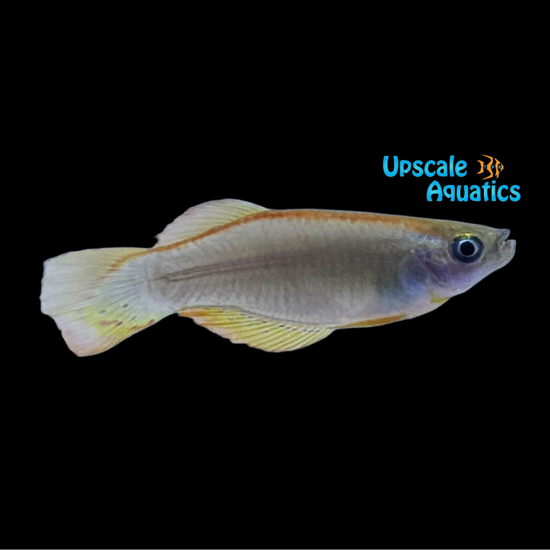 Yabassi Yellow Lampeye Killifish (Procatopus sp. Yabassi Yellow)