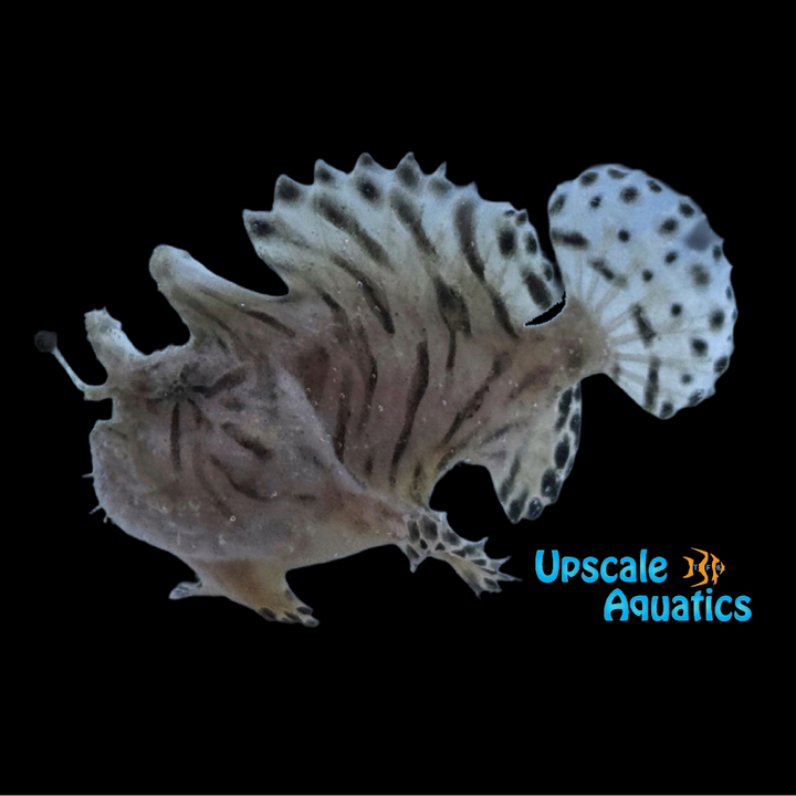 Tiger Striated Angler (Antennarius striatus)