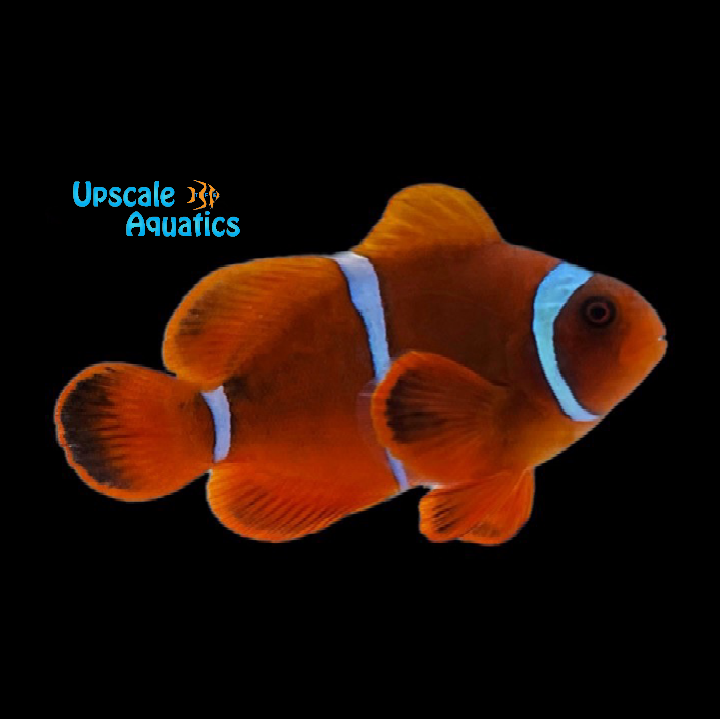 White Stripe Maroon Clownfish - Wild (Premnas biaculeatus)