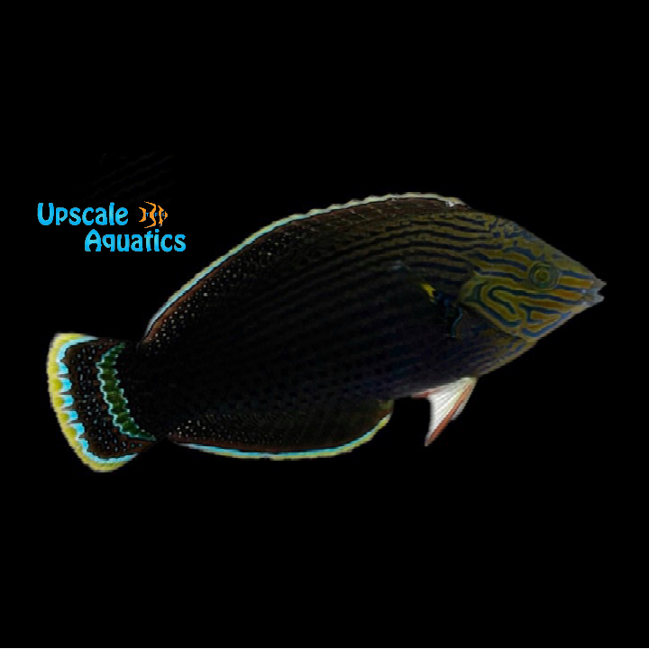 Dusky Wrasse (Halichoeres marginitus)