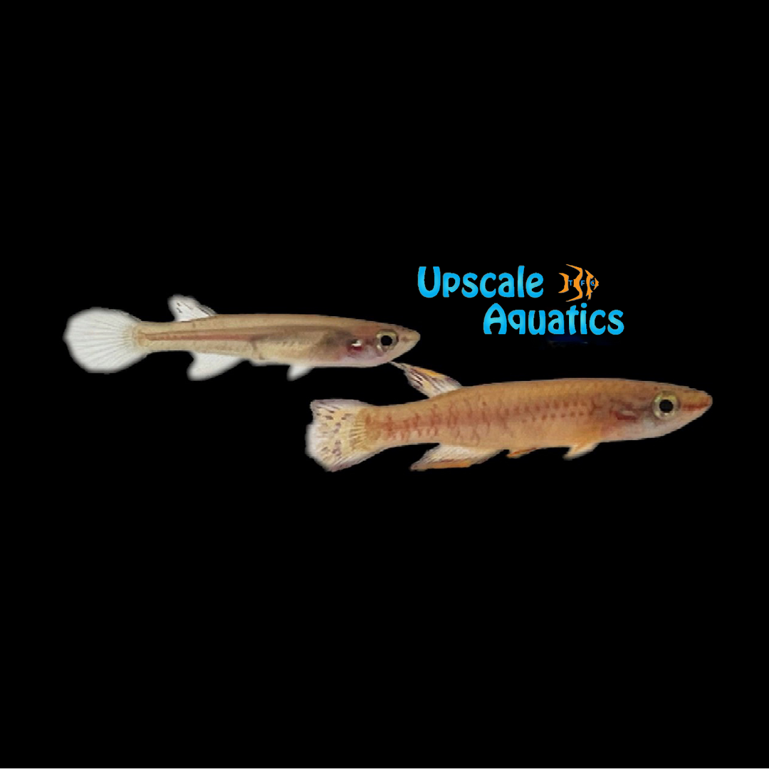 Jewel Killifish (Aphyosemion exiguum)