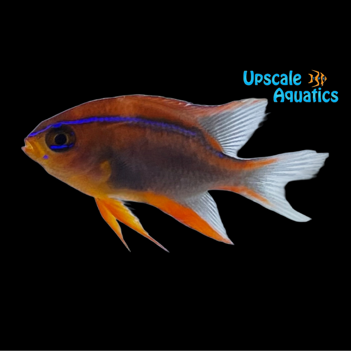 Red Honey Damsel (Neoglyphidodon crossi)