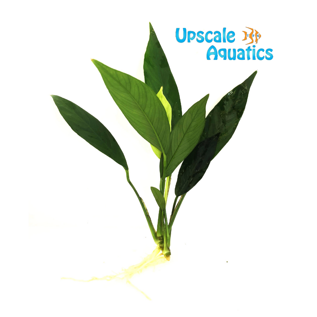 Lanceolata Anubias (Anubias barteri var. glabra 'Lanceolata')