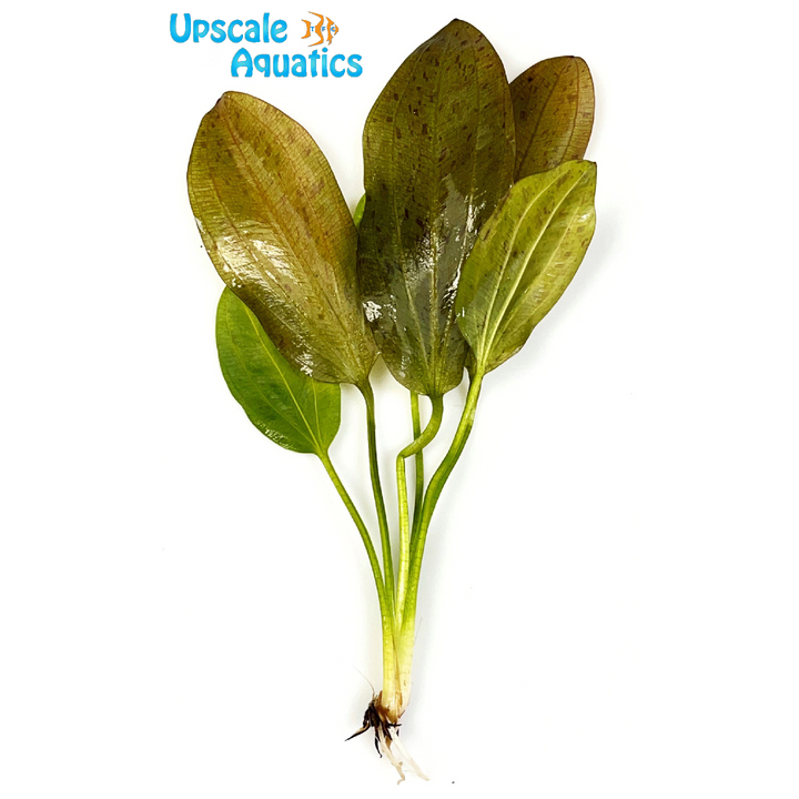 Green Ozelot Sword (Echinodorus ozelot 'green')