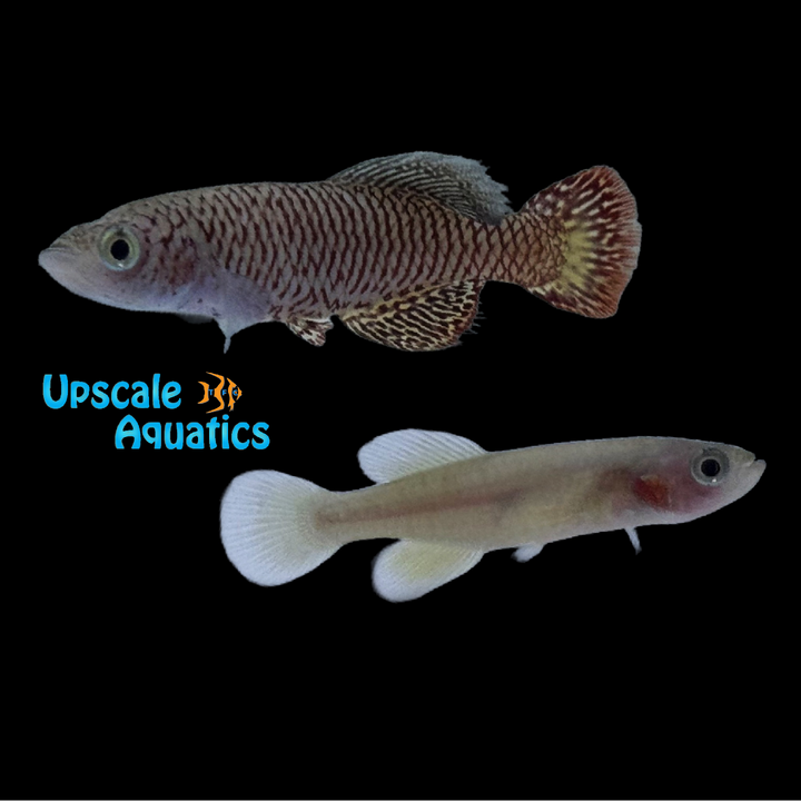 Wattersi Killifish (Nothobranchius wattersi 'Hoba')