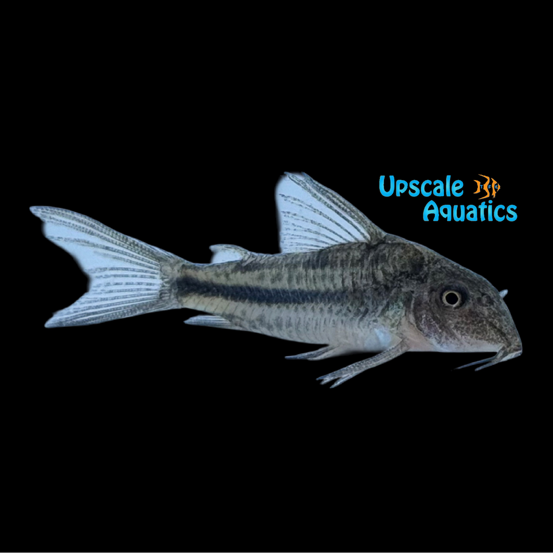 Coast Cory (Scleromystax prionotos)