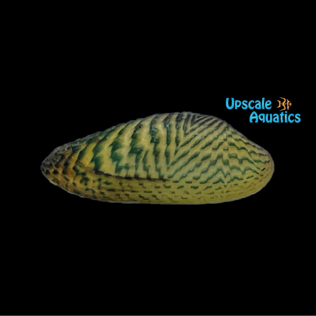 Golden Bettle Mussel (Scabies crispata)