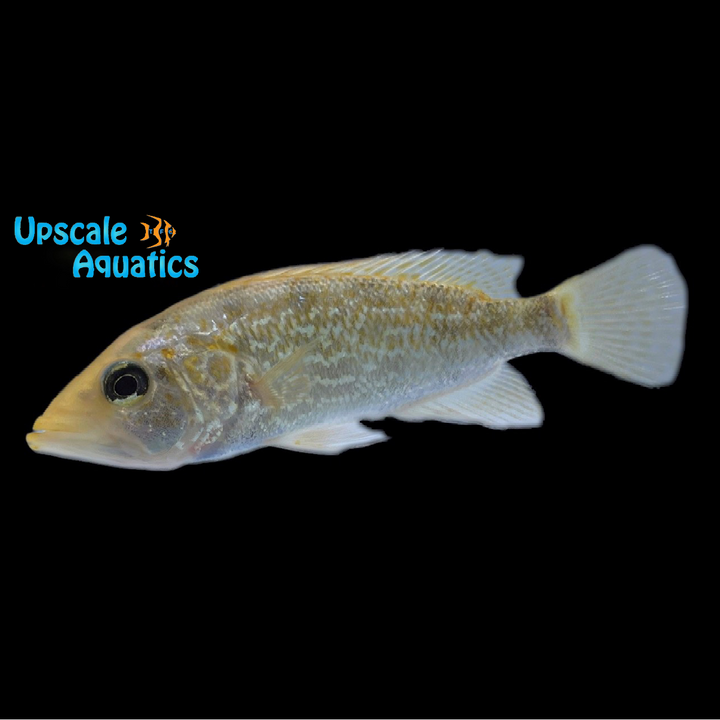 Red Bay Snook Cichlid (Petenia splendida)