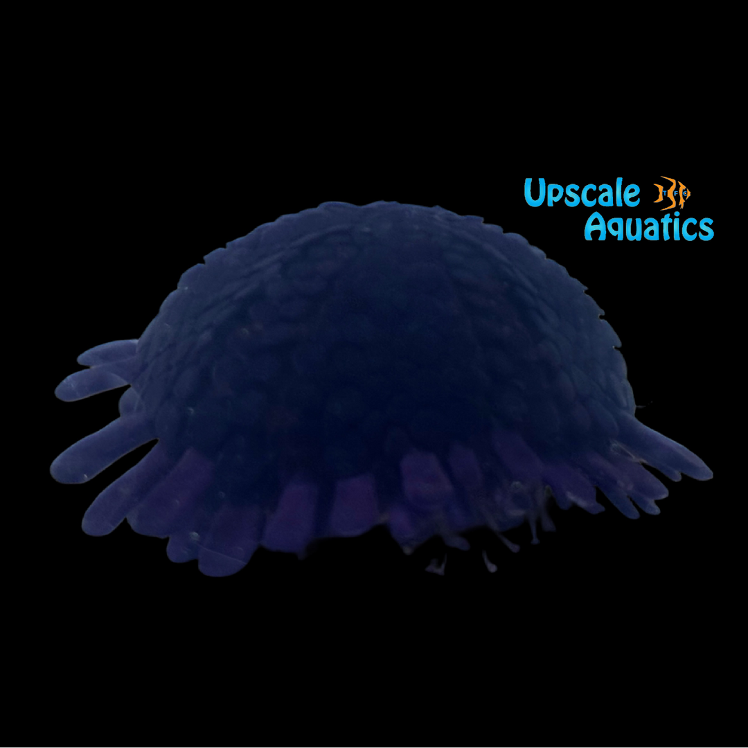 Shingle Urchin (Colobocentrotus atratus)