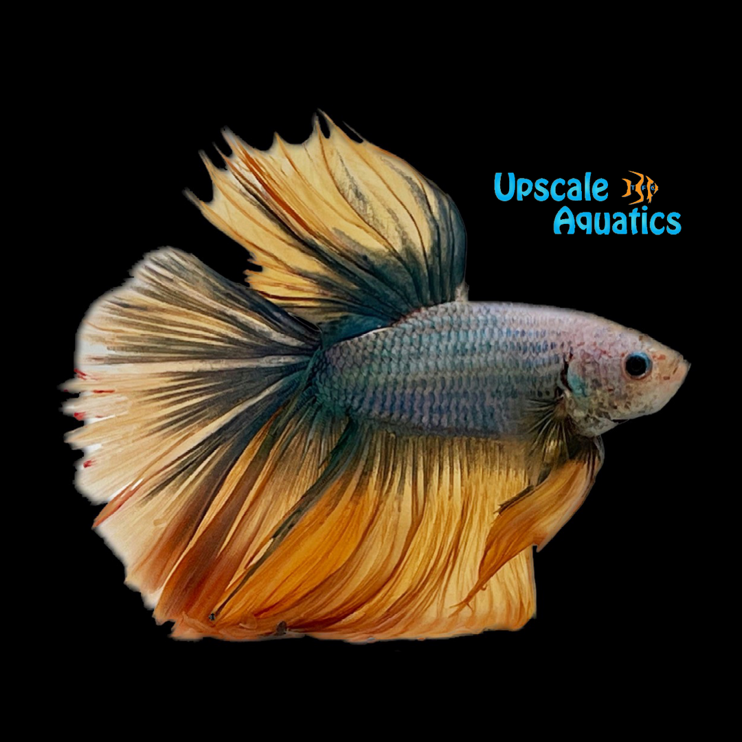 Mustard Gas Rosetail Halfmoon Betta - Male (Betta splendens)
