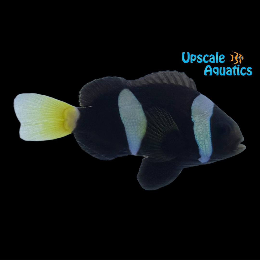 Black Clarkii Clownfish - Captive Bred (Amphiprion clarkii)