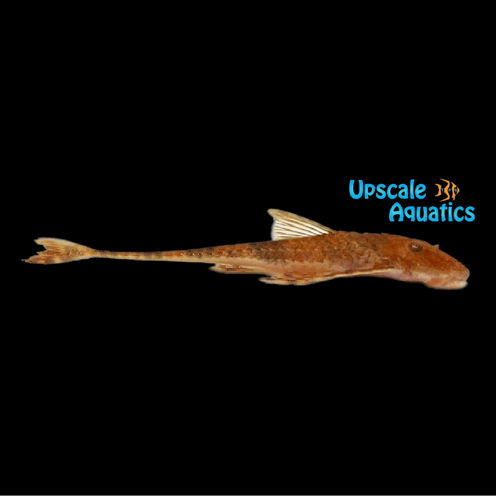 Orange Banded Whiptail Catfish (Rineloricaria aequalicuspis)