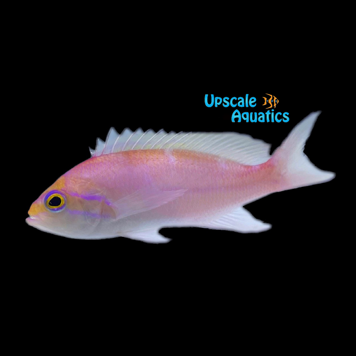 Hutomo's Anthias (Pseudanthias hutomoi)