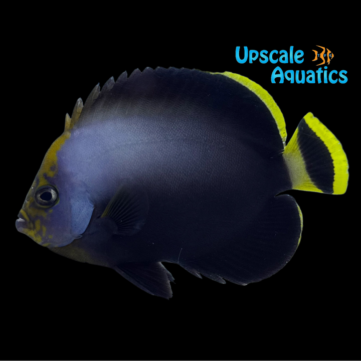 Black Velvet Angelfish (Chaetodontoplus melanosoma)