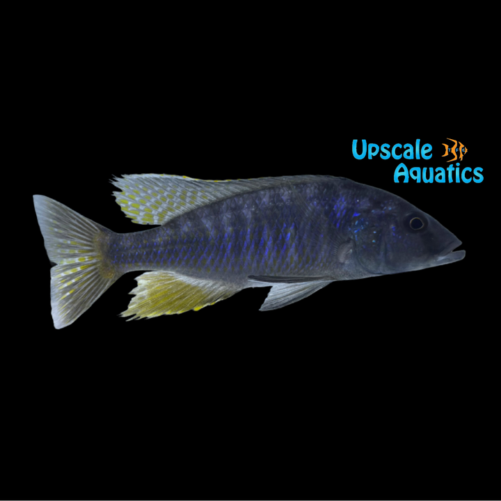 Stigmatochromis Spilostictus Hap (Stigmatochromis spilostictus