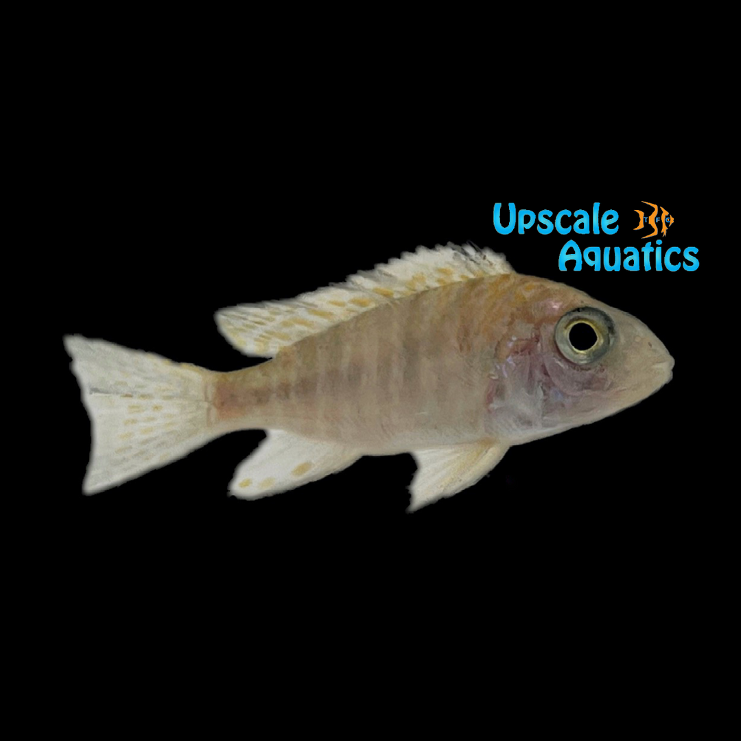 OB Lemon Jake Peacock (Aulonocara jacobfreibergi 'Undu Reef' ob)