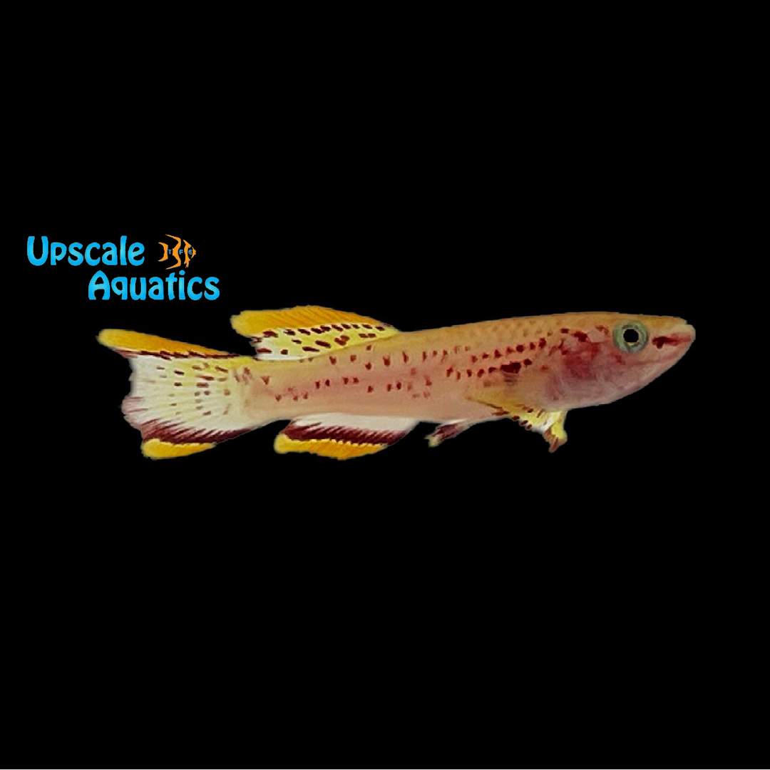 Gold Gardner's Killifish (Fundulopanchax gardneri gold)