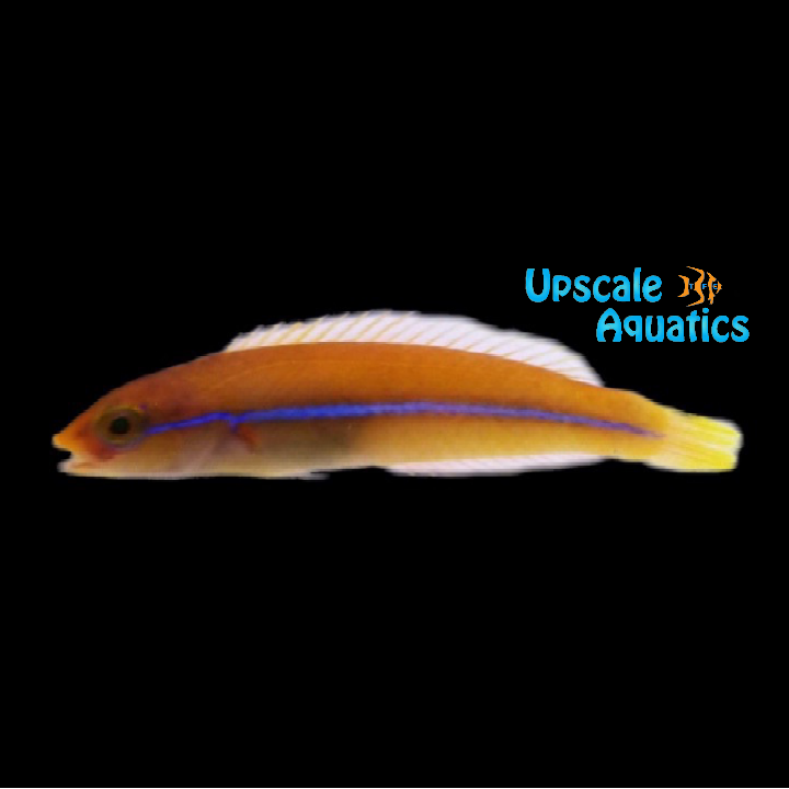 Yellowhead 'Neon' Wrasse (Halichoeres garnoti)