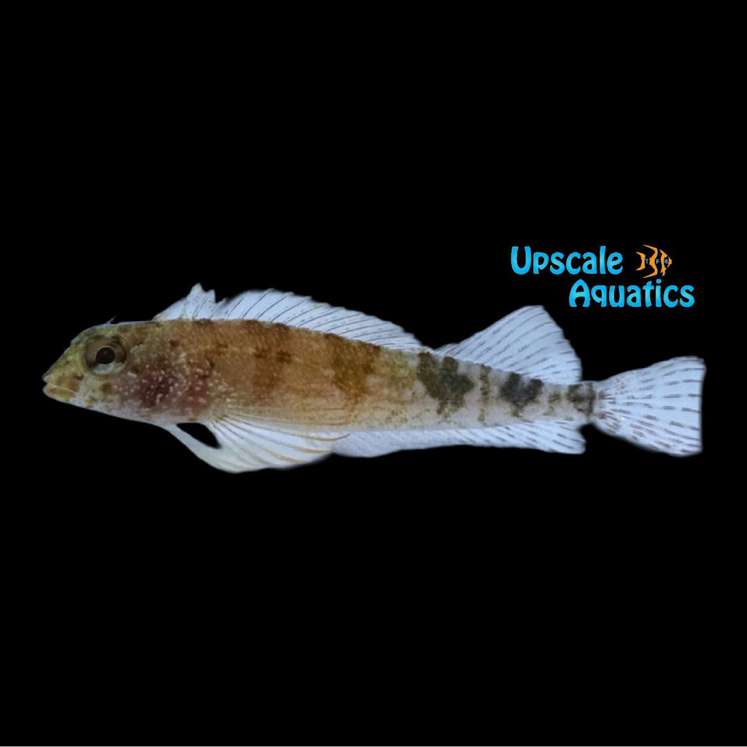 Fishgod Blenny (Malacoctenus ebisui)