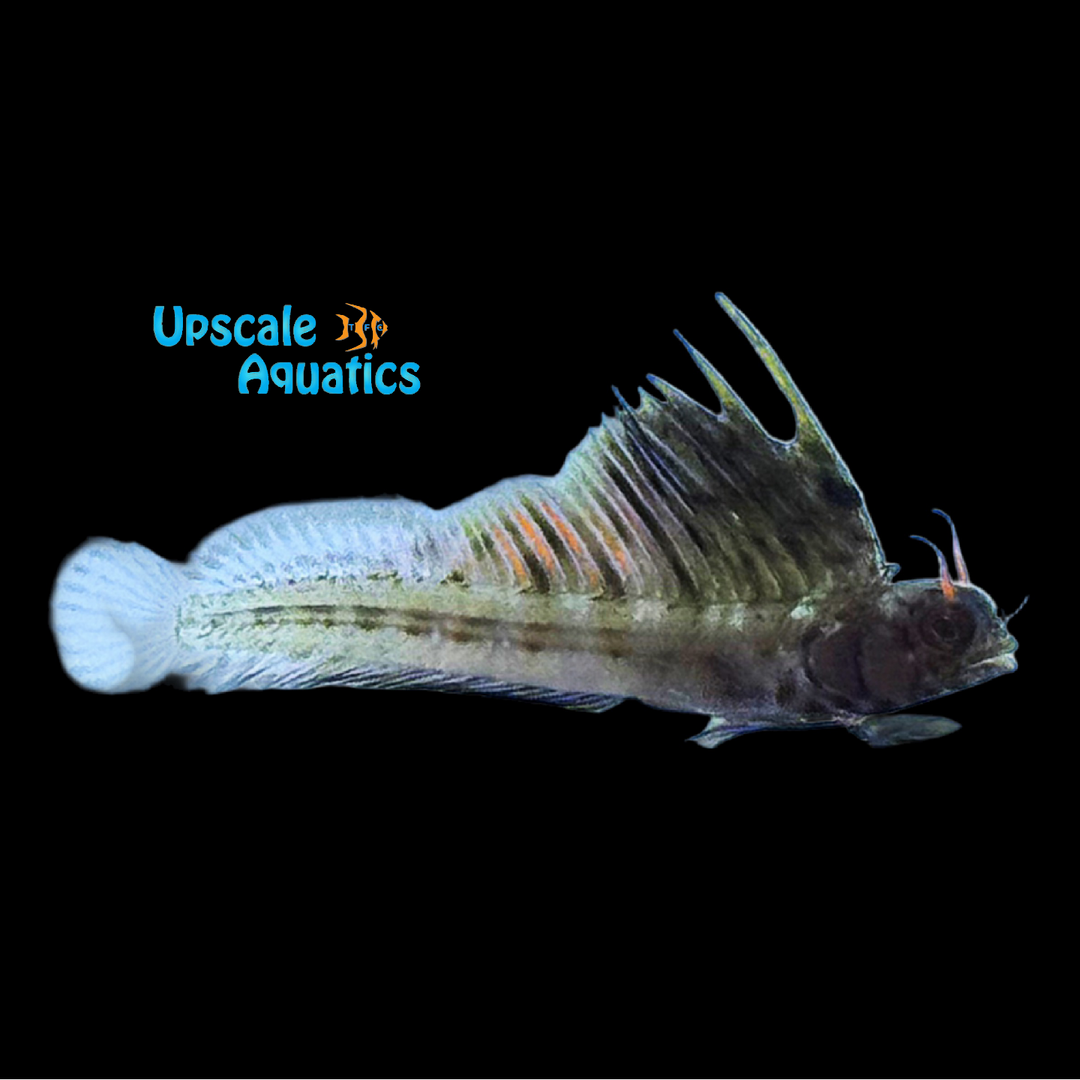 Gulf Signal Blenny (Emblemaria hypacanthus)