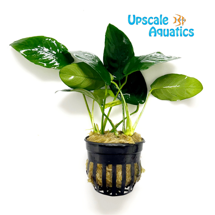 Ovalis Anubias (Anubias barteri var. nana 'ovalis')