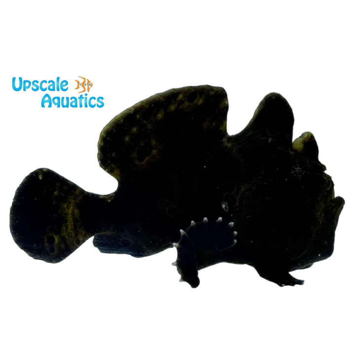 Black Angler (Antennarius nummifer)