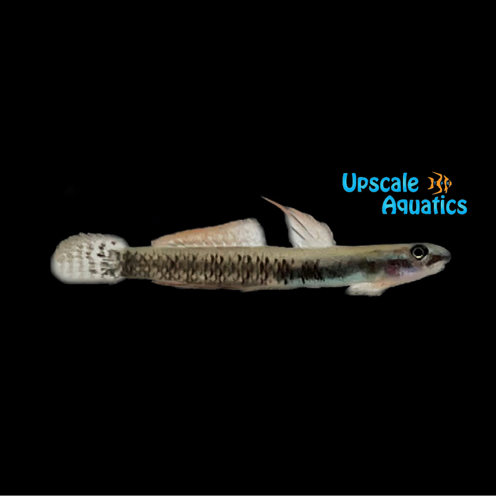 Percnopterygionus Stiphodon Goby (Stiphodon percnopterygionus)