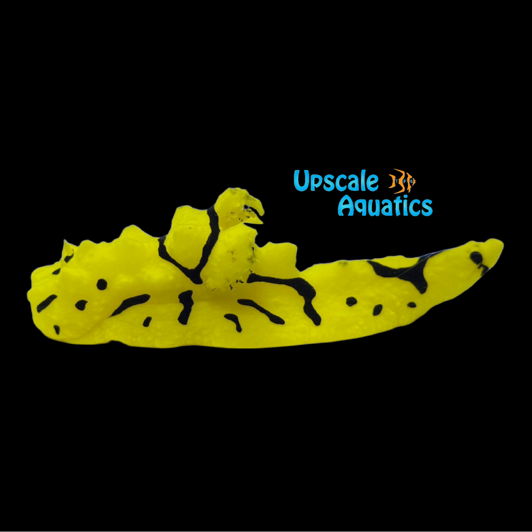 Banana Sea Slug (Notodoris minor)