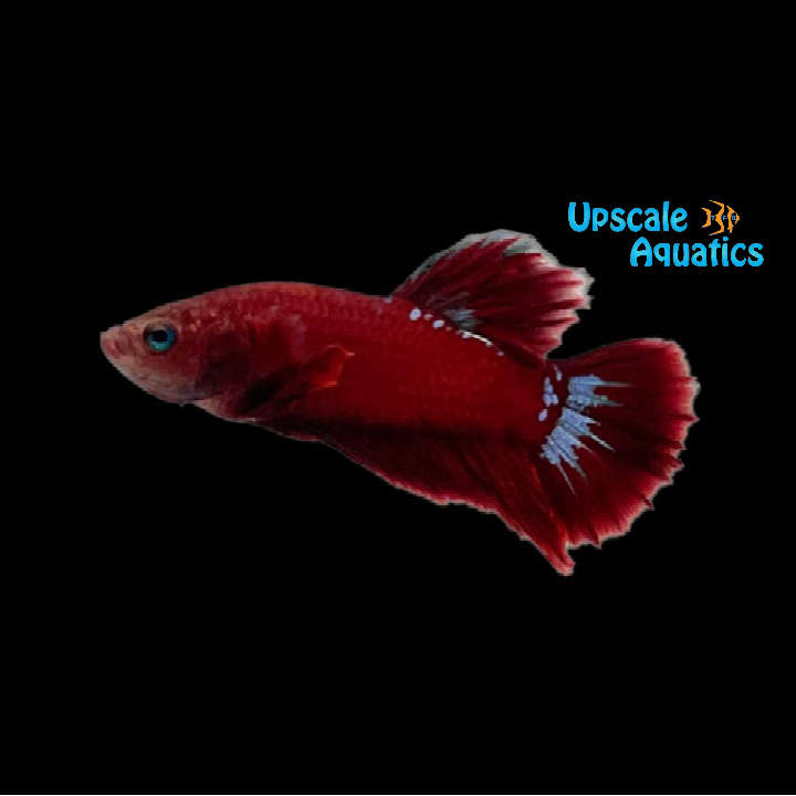 Red Fancy Hellboy Betta - Male (Betta splendens)