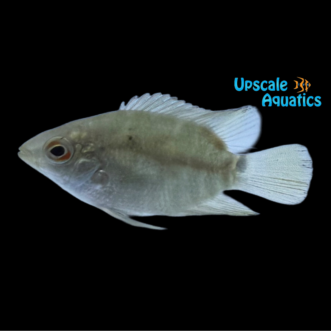 Colombian Festivum Cichlid (Mesonauta egregius)
