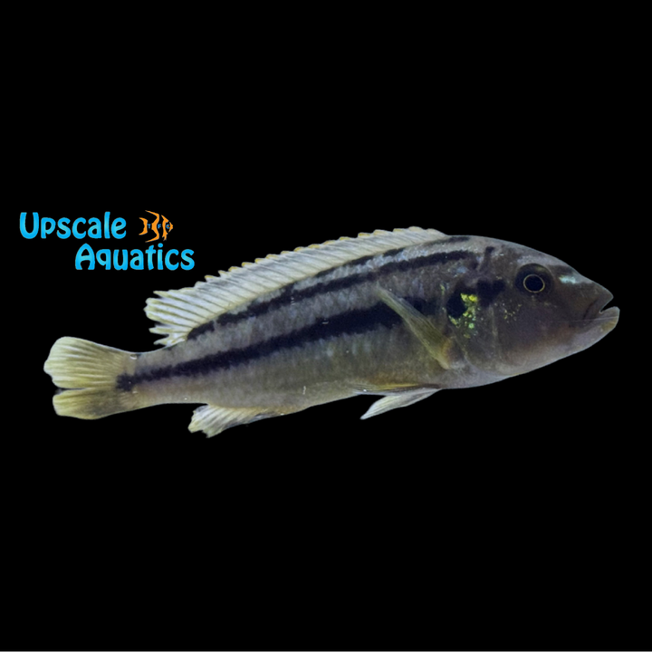 Melanochromis Vermivorus 'Mumbo' Cichlid