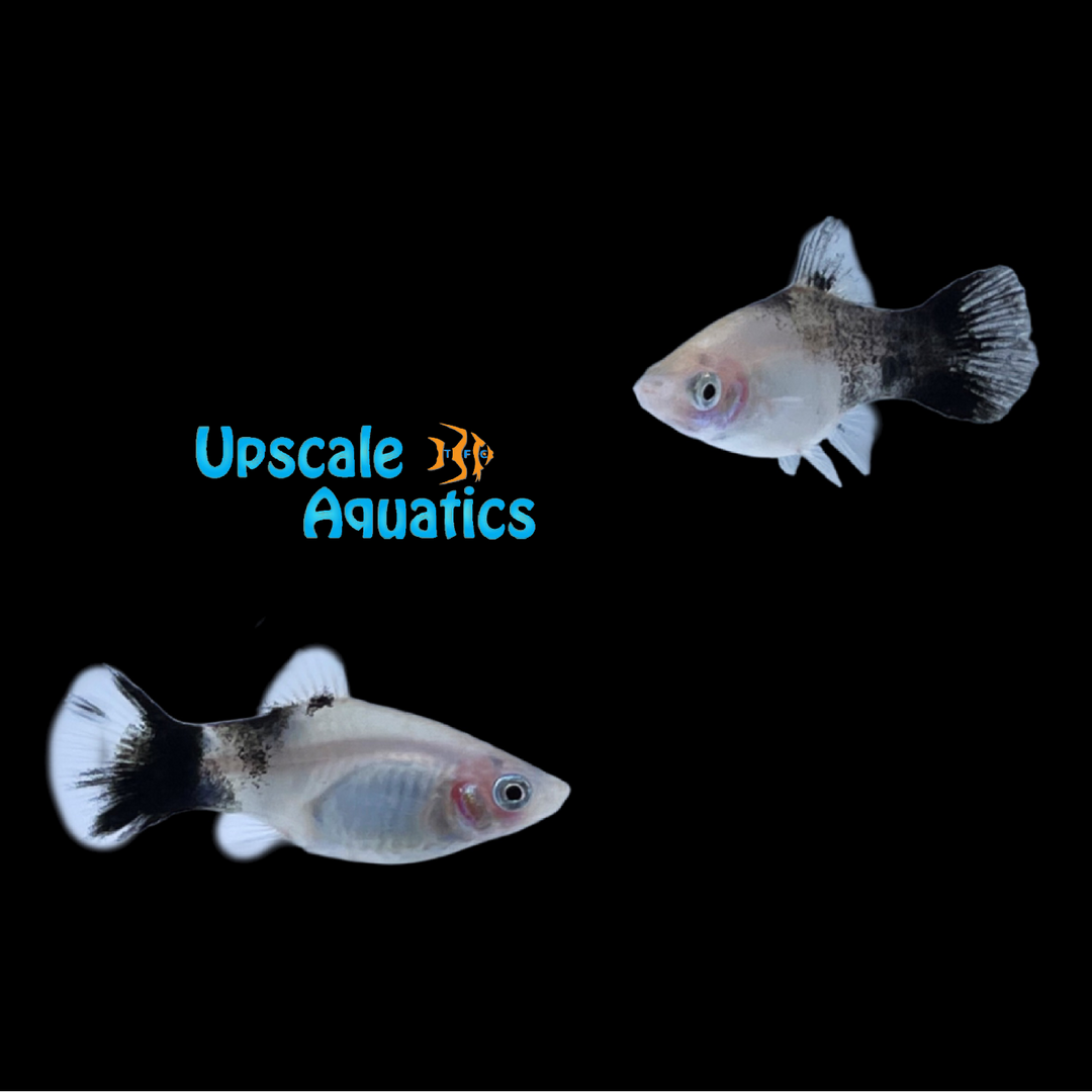 Panda Platy (Xiphophorus maculatus)