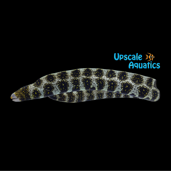 Snowflake Moray Eel (Echidna nebulosa)