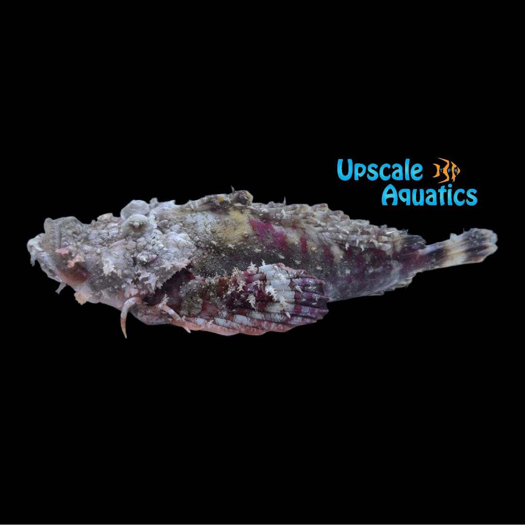 Demon Stinger Scorpionfish (Inimicus didactylus)