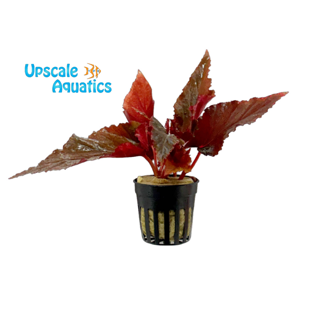 Arabian Sunset Begonia (Begonia 'Arabian Sunset')