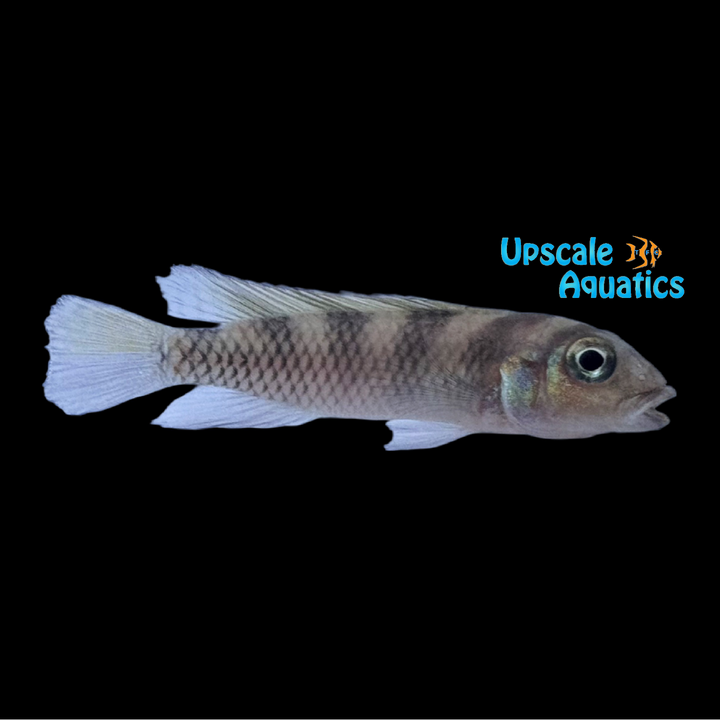 Nanochromis Transvestitus