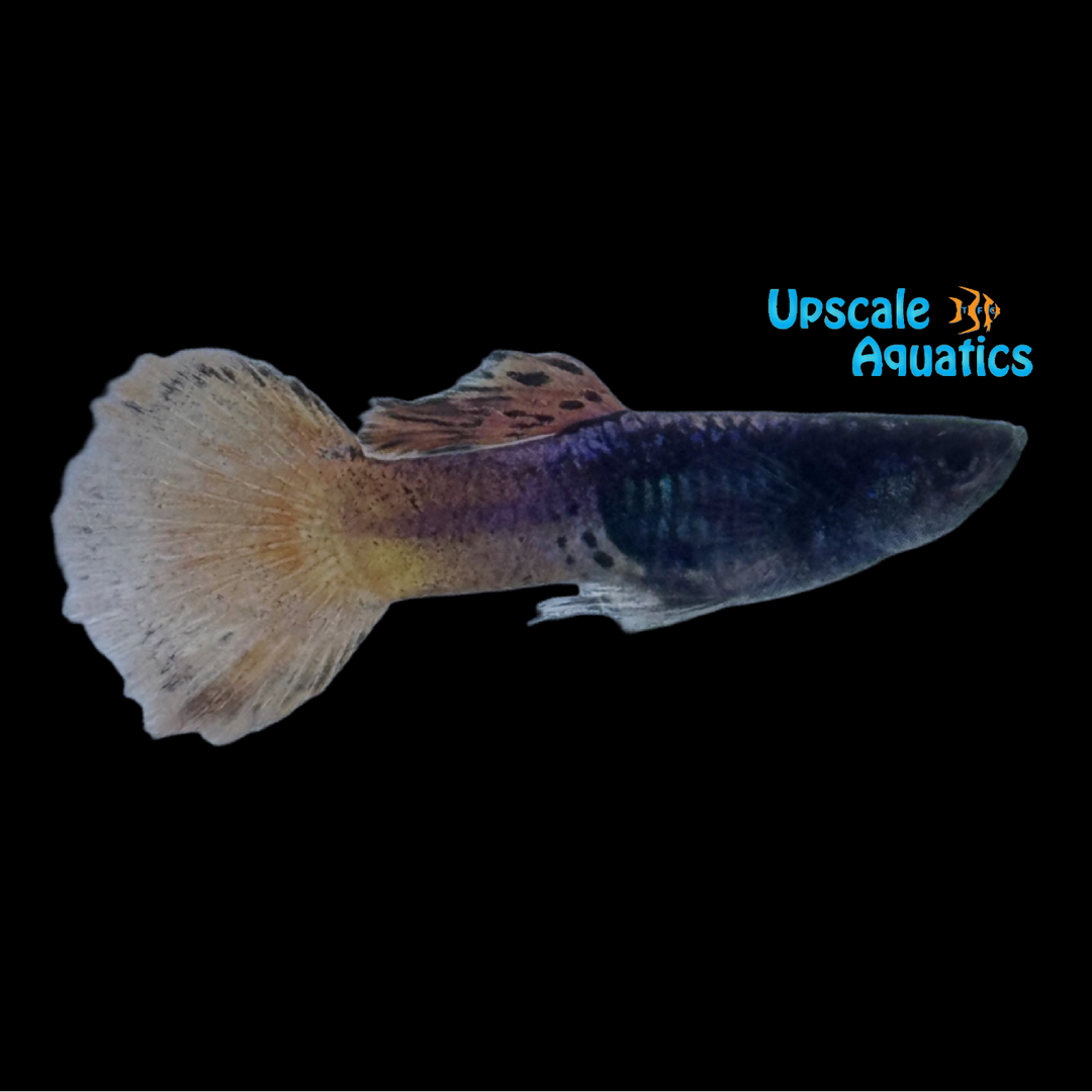 Red Sapphire Guppy (Poecilia reticulata)
